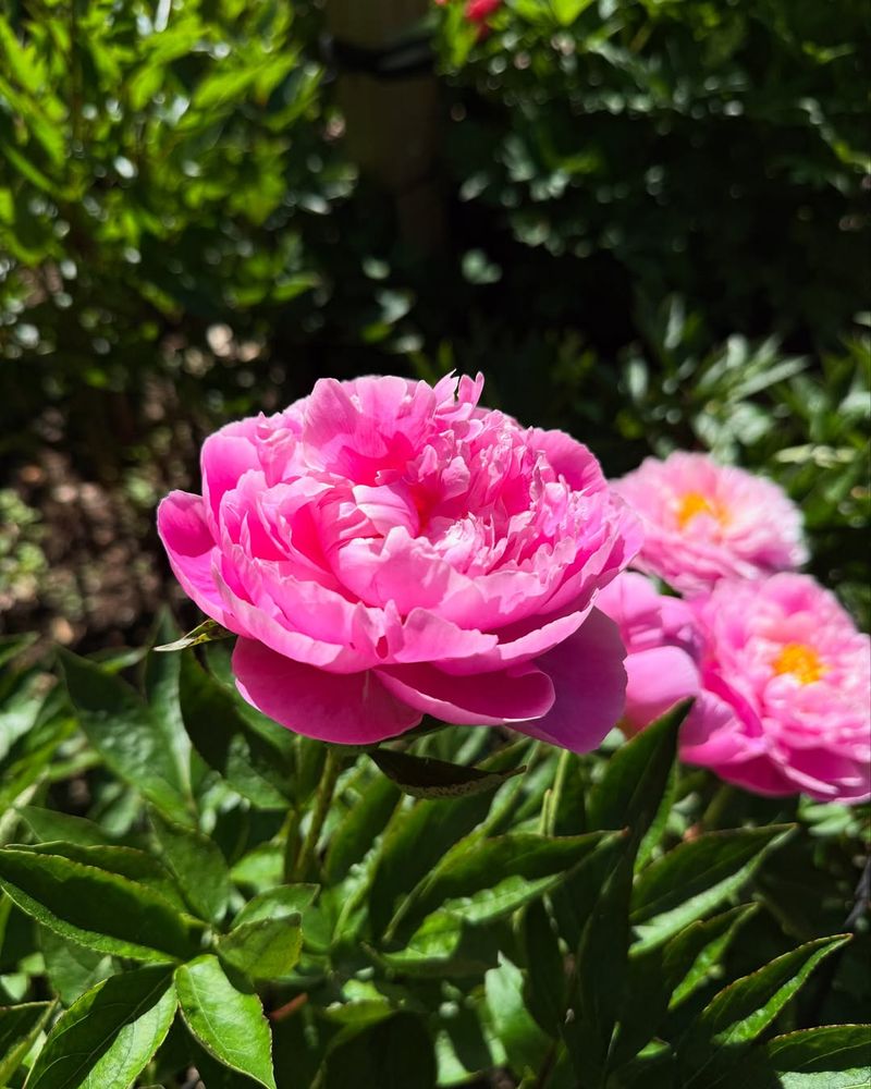 Spots With Intense Afternoon Sun And Heat