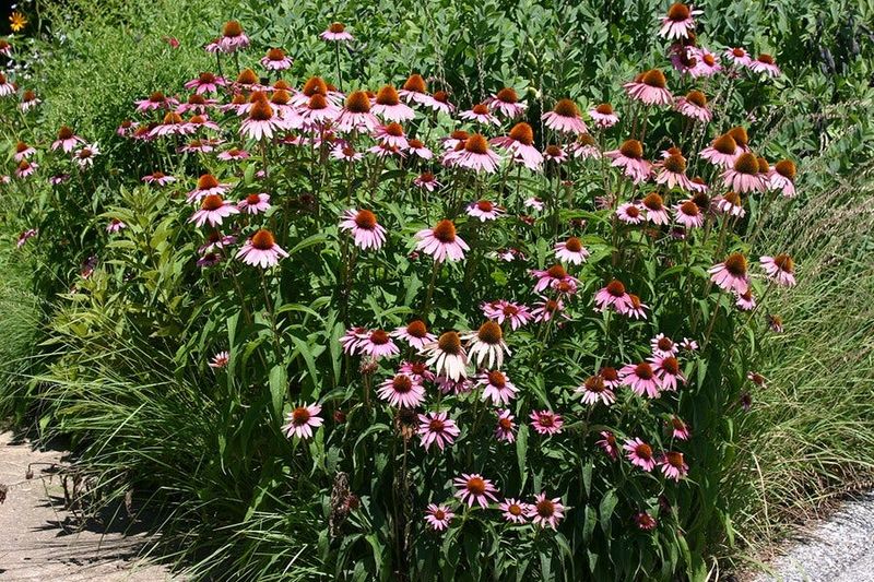 Wildlife Habitat Builder