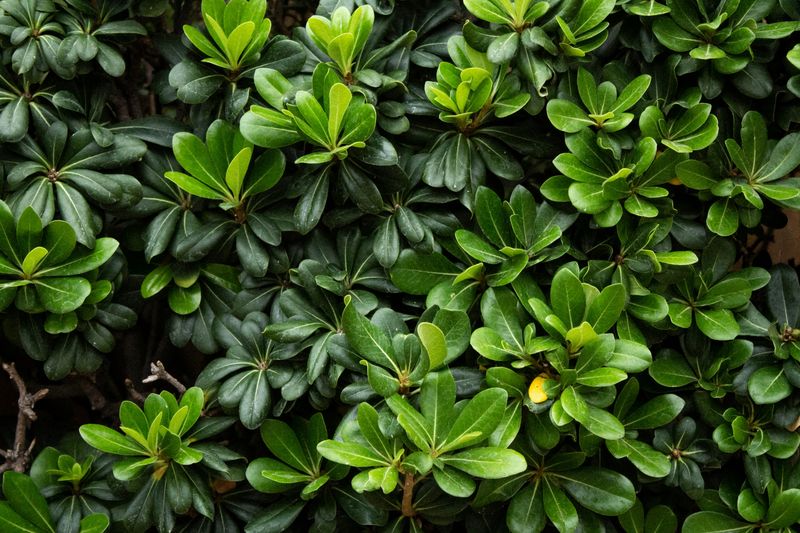 Spreads Steadily To Fill Empty Spaces