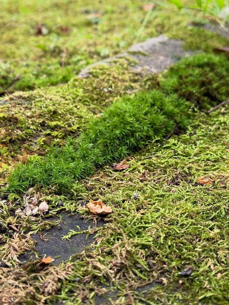 Thrives in Shade Where Grass Struggles