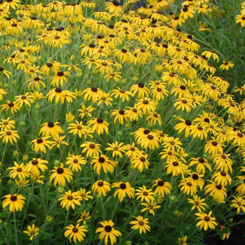 Erosion Control On Slopes And Open Areas