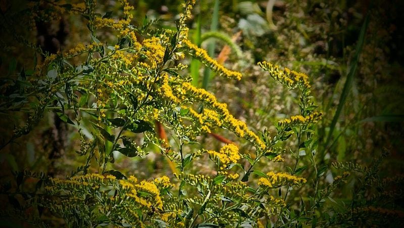 Improves Soil And Prevents Erosion