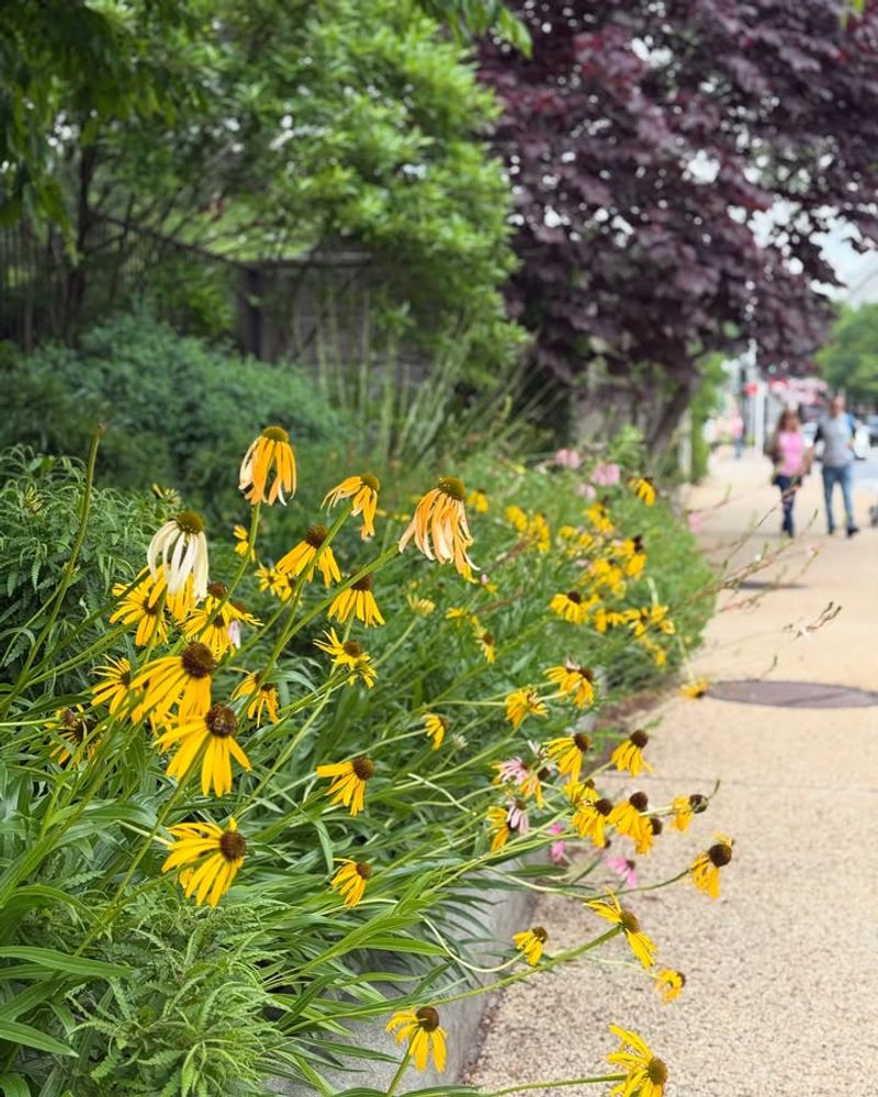Natural Prairie-Style Landscaping