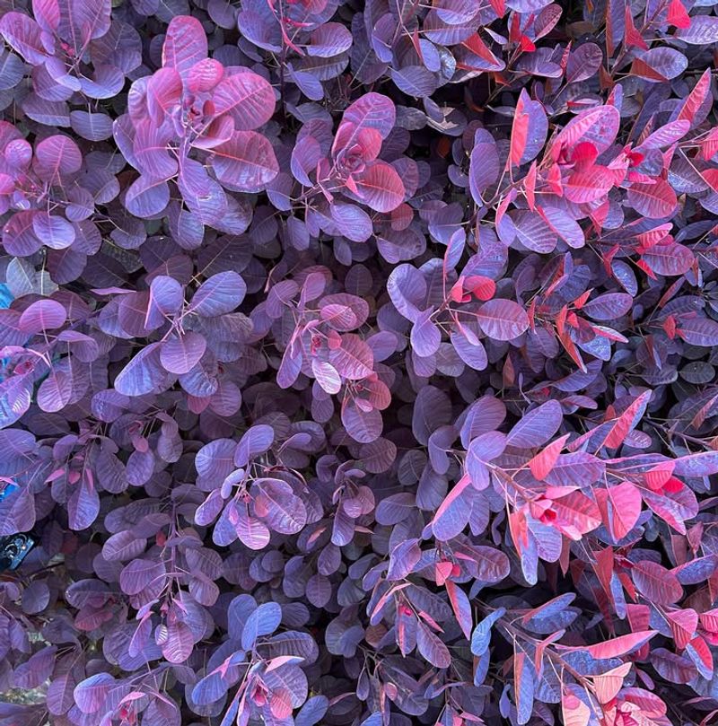 Adaptable To Various Soil Types Found Throughout Colorado