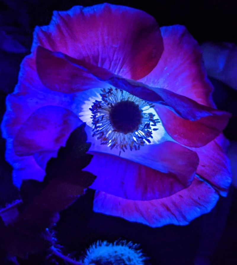 Extending Outdoor Living Hours After Sunset