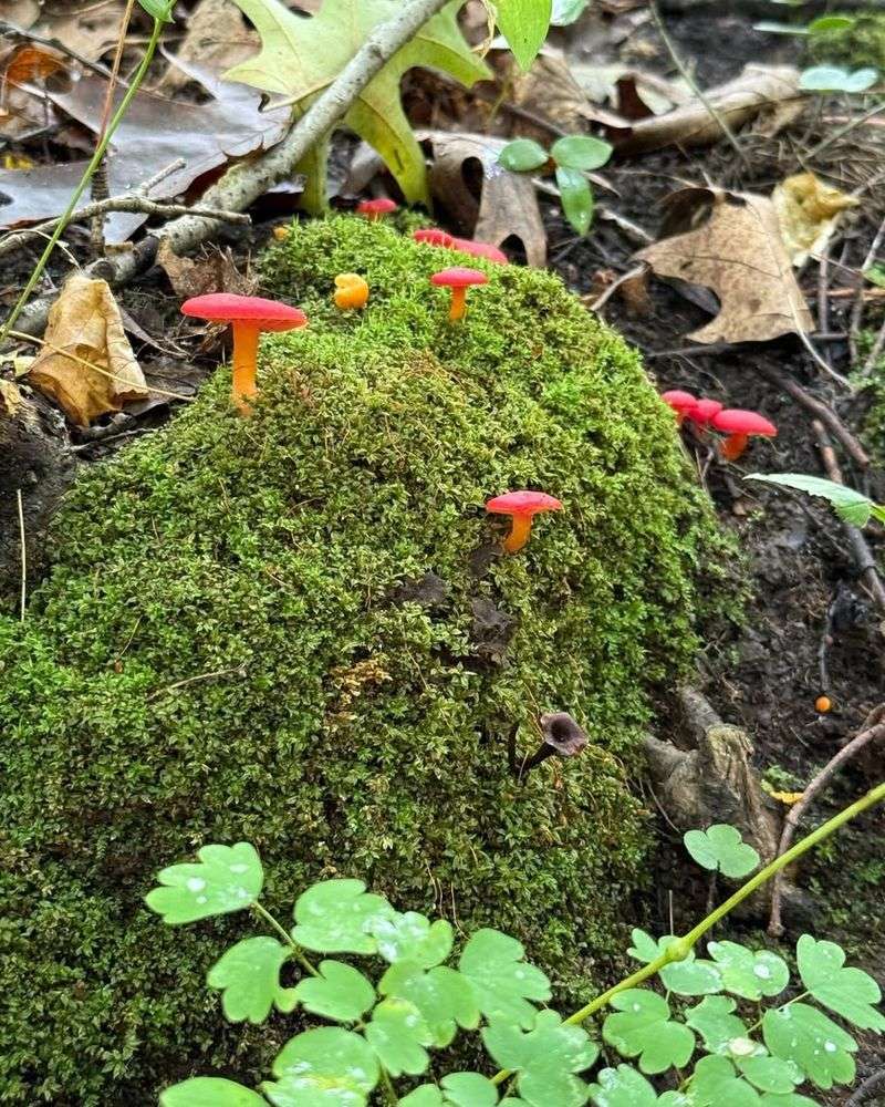 Moss Supports Local Wildlife And Ecosystems