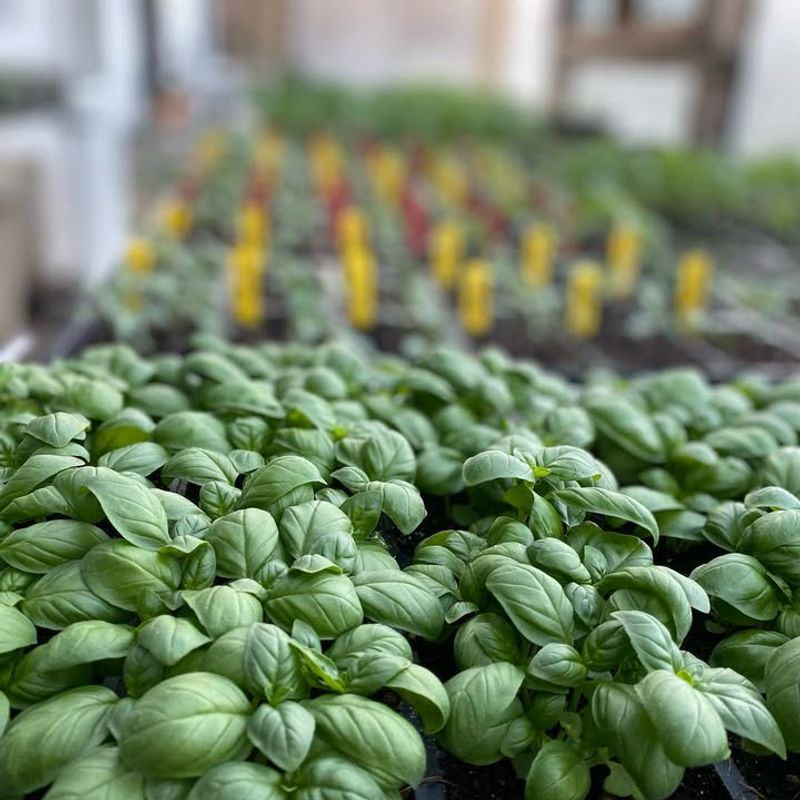 Heated Greenhouses Enable Year-Round Production