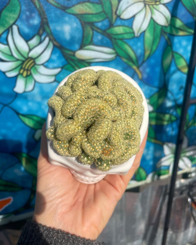 Popular In High-End Nurseries And Plant Shows