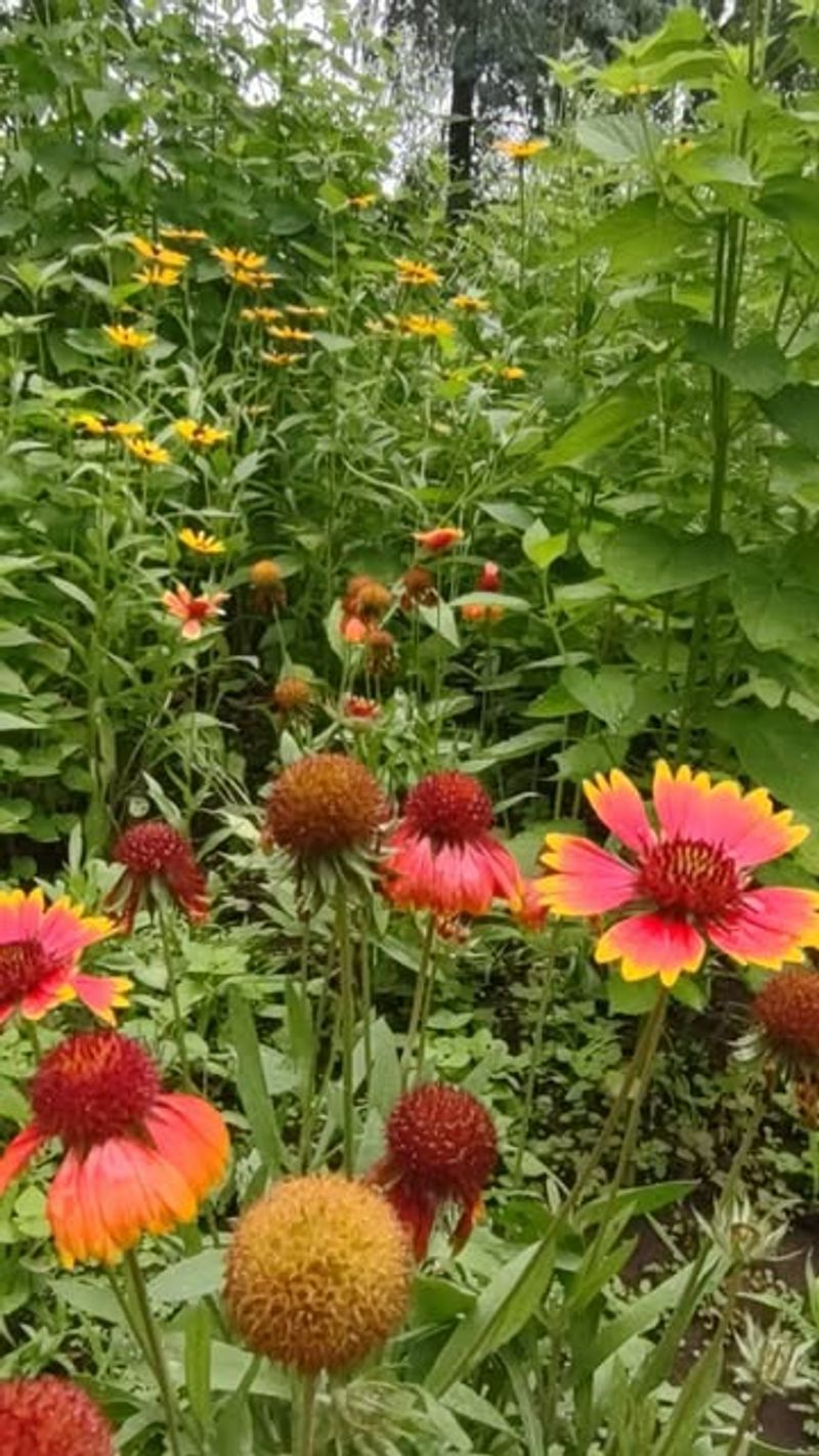 Foundation Plant For Prairie-Style Gardens