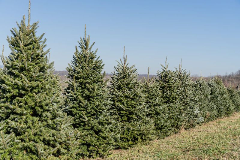 Tree Species Selection Makes A Significant Difference