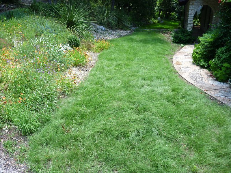 Native Lawns Improve Soil Health Naturally
