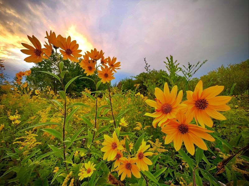 Wildlife Habitat Creation Matters Locally