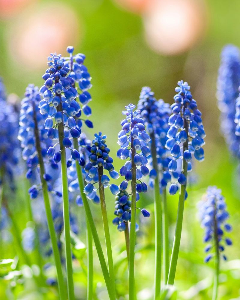 More Time To Compare And Plan Purchases