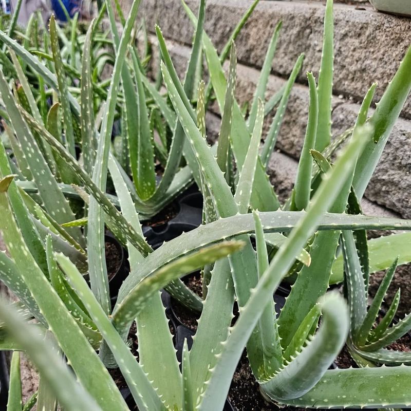 Aloe Vera