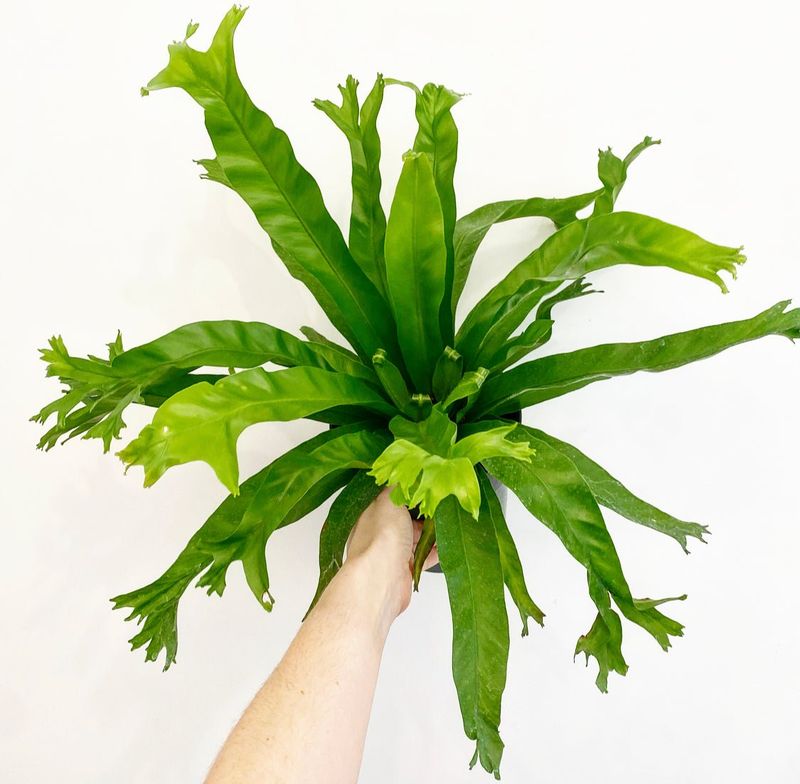 Bird's Nest Fern (Asplenium Nidus)