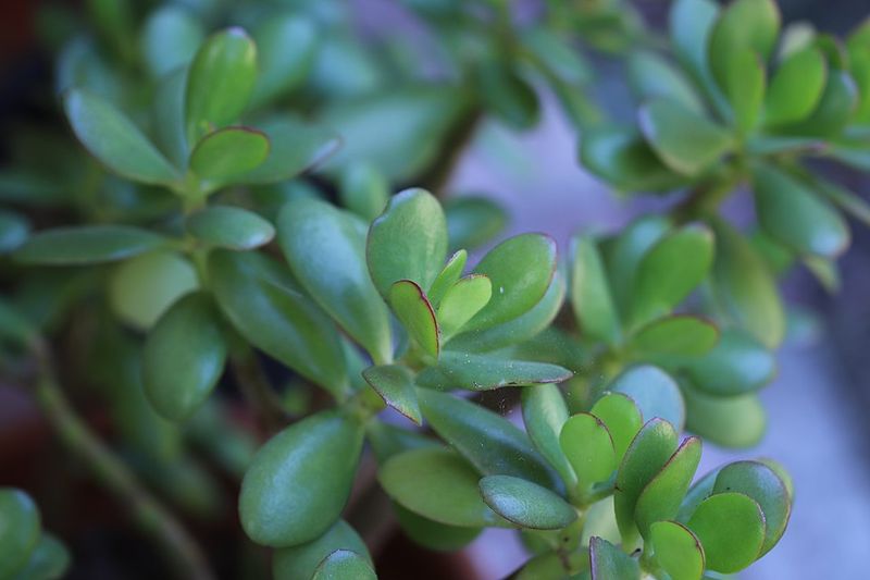 Jade Plant
