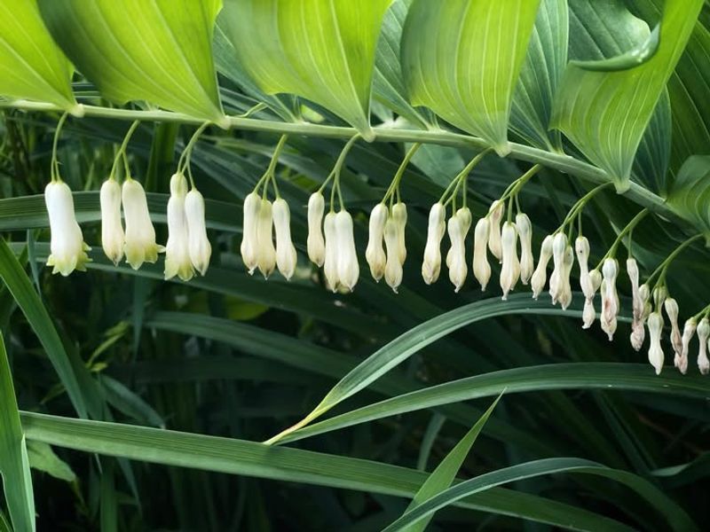 Solomon's Seal Arches Gracefully Through Gardens