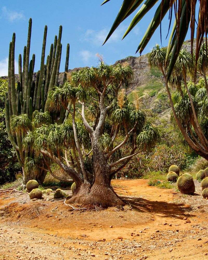 Koko Crater Botanical Garden