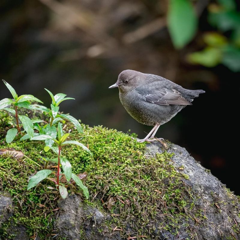 Backyard Bird Photography Stations