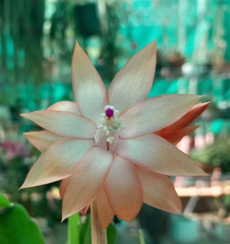 Peach Or Apricot Christmas Cactus Cultivars