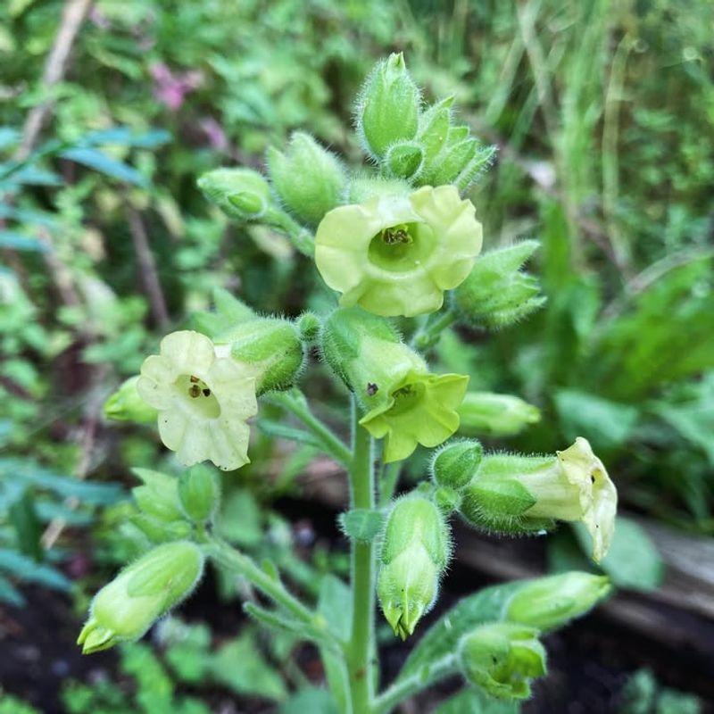 Wild Tobacco (Without Proper Permits) &mdash; Nicotiana Tabacum