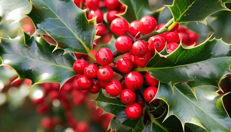 Holly Branches (With Berries)