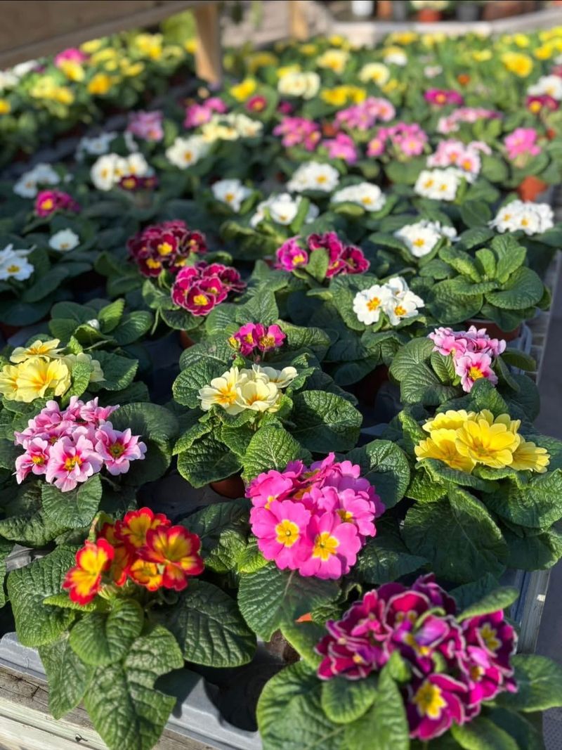 Primrose Varieties Bloom During Mild Winter Spells