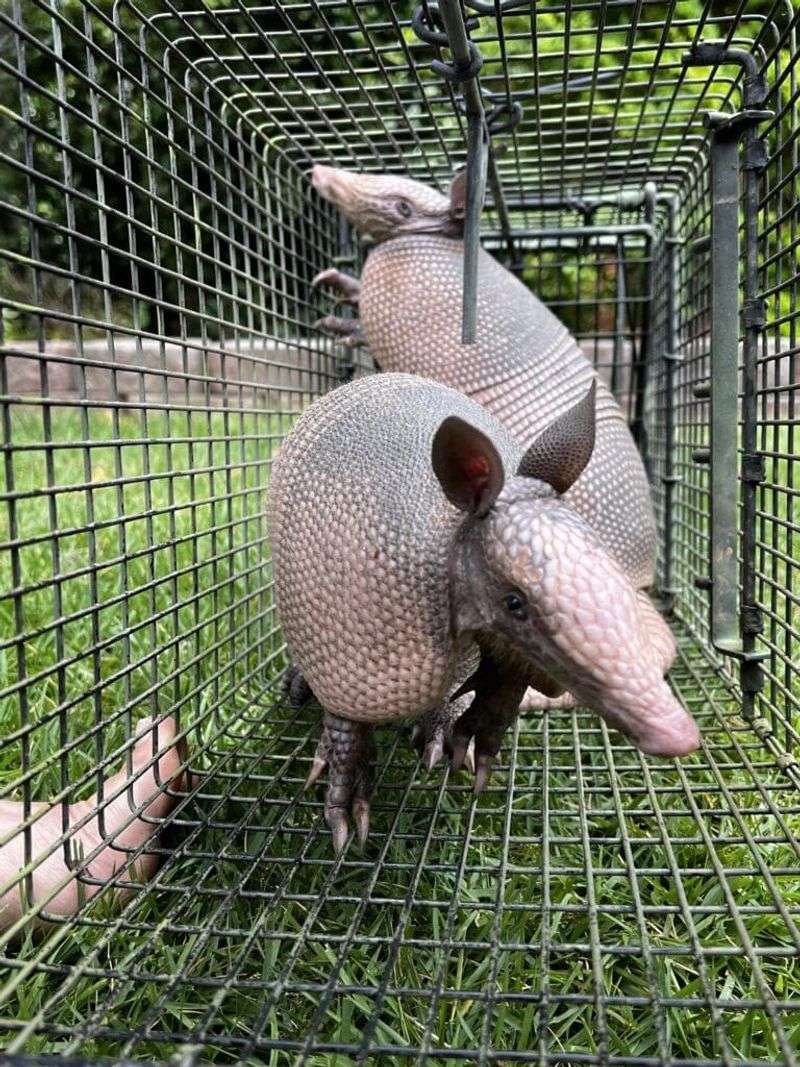 Contact Local Wildlife Professionals For Trapping Services