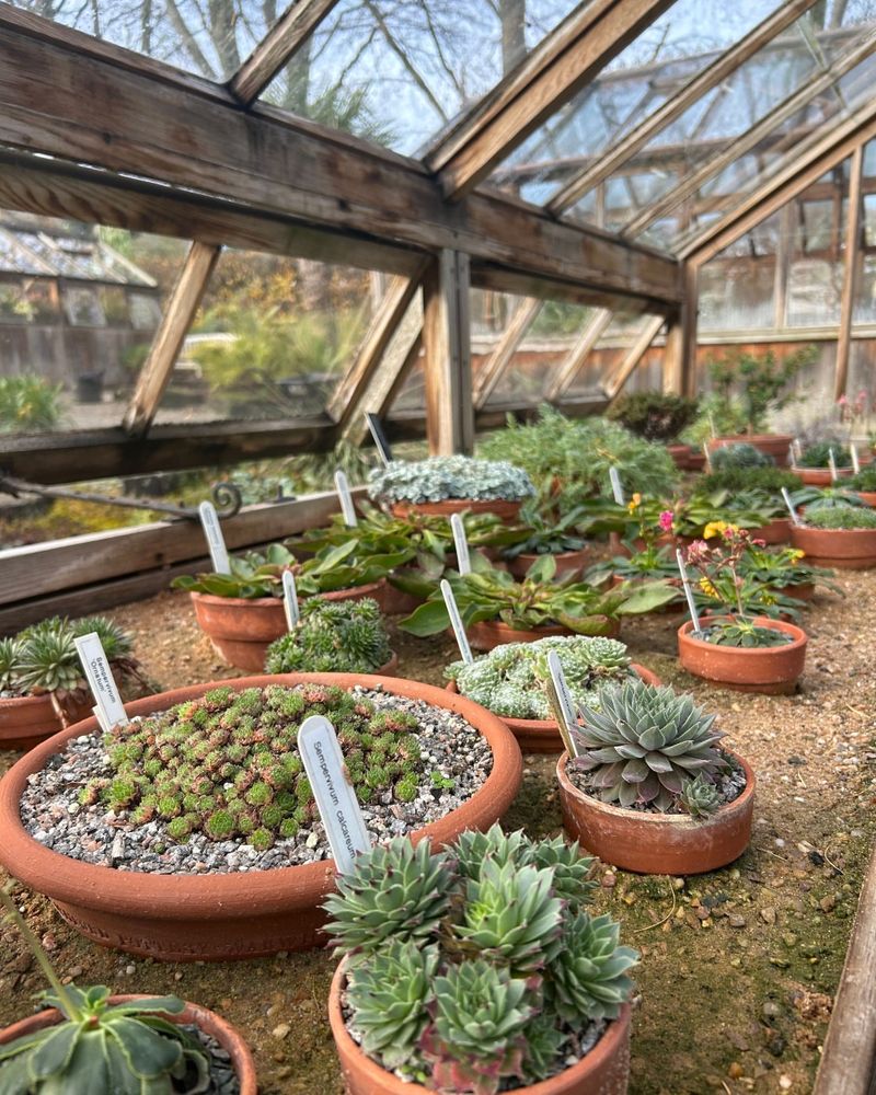 Prepare Plants Before Winter Arrives