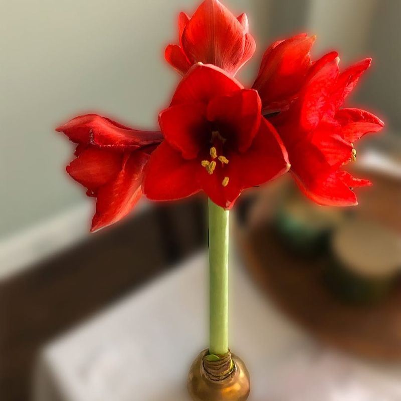 Stake Tall Stems Early To Support Heavy Blooms