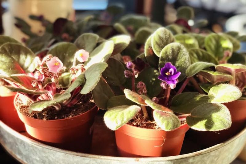 Water Properly With Room Temperature Water