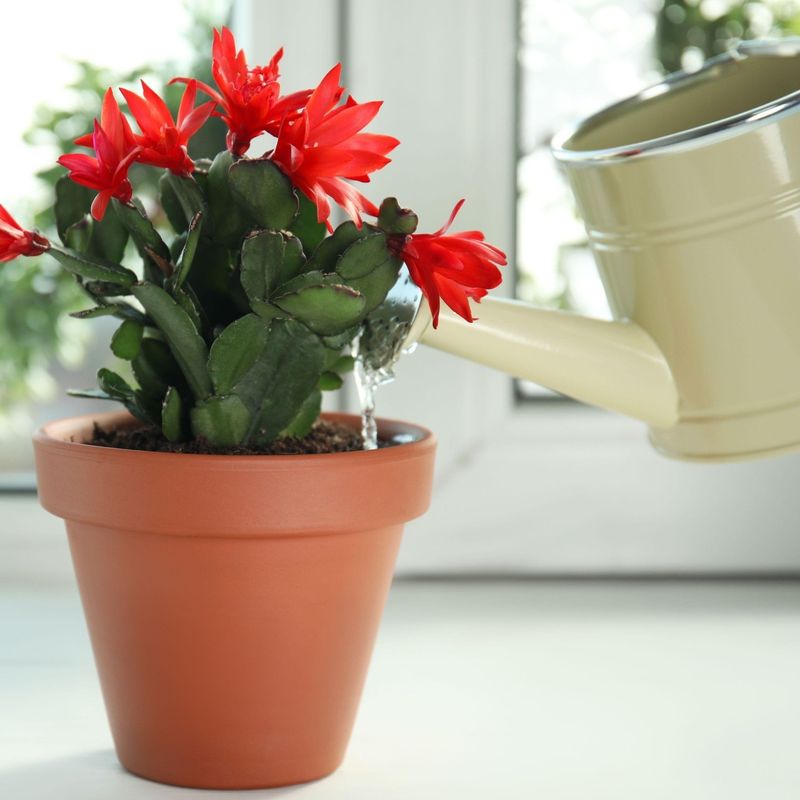 Adjust Watering Schedule Carefully