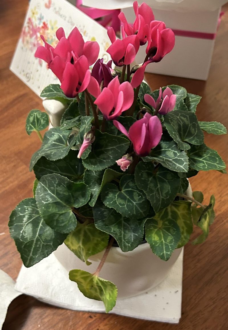 Fertilize Lightly During Active Growth