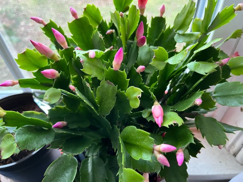 Skip Fertilizer During The Blooming Period