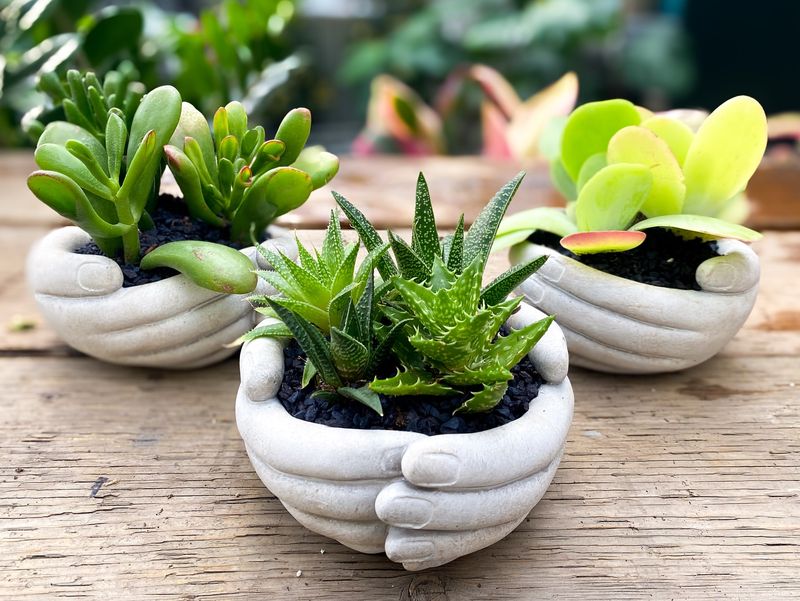 Supplement With Reflective Surfaces To Maximize Available Light