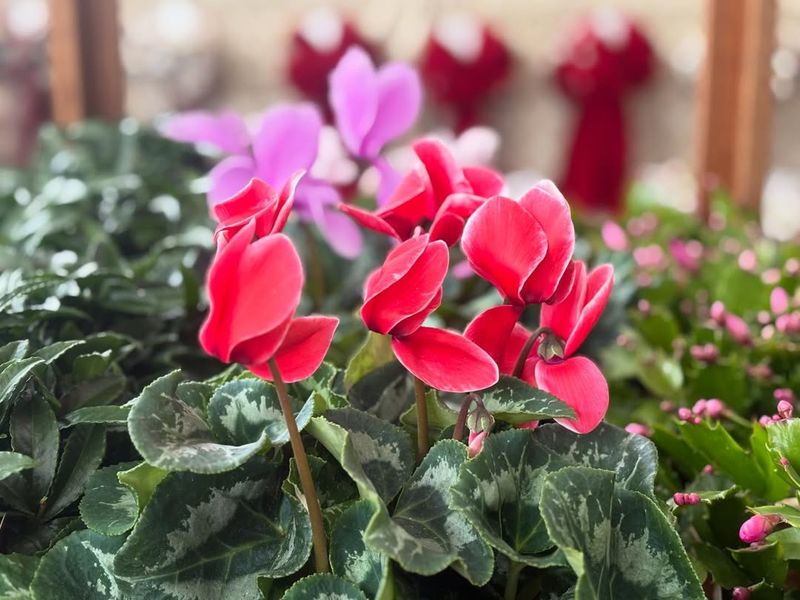 Feed Your Flowering Plants With Appropriate Nutrients