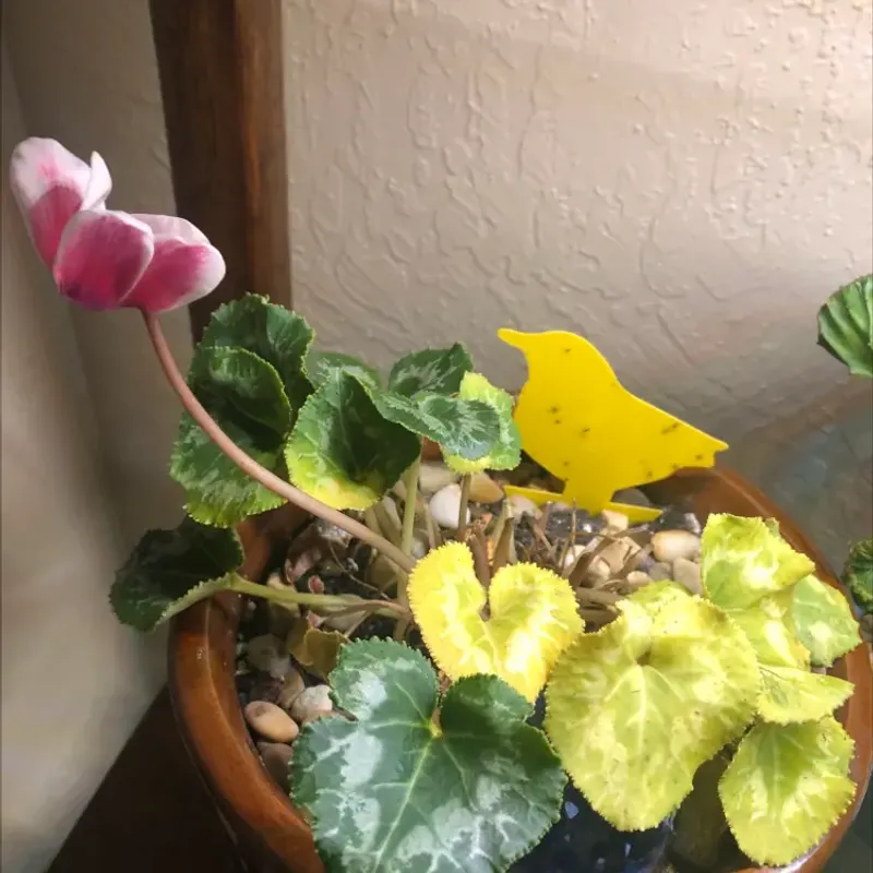 Remove Spent Flowers And Yellow Leaves Regularly