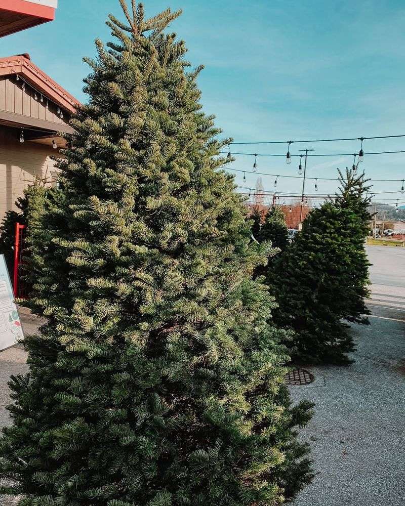 Choose The Right Tree Species