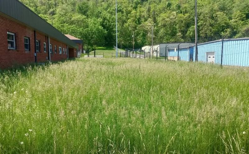 Let Your Lawn Grow Longer