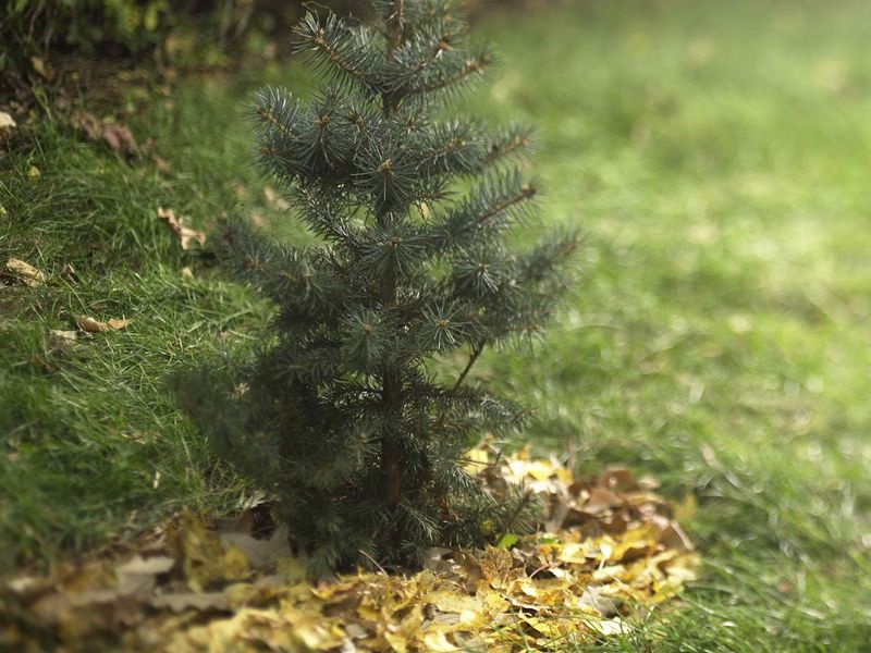 Choose Cold-Hardy And Resistant Tree Varieties