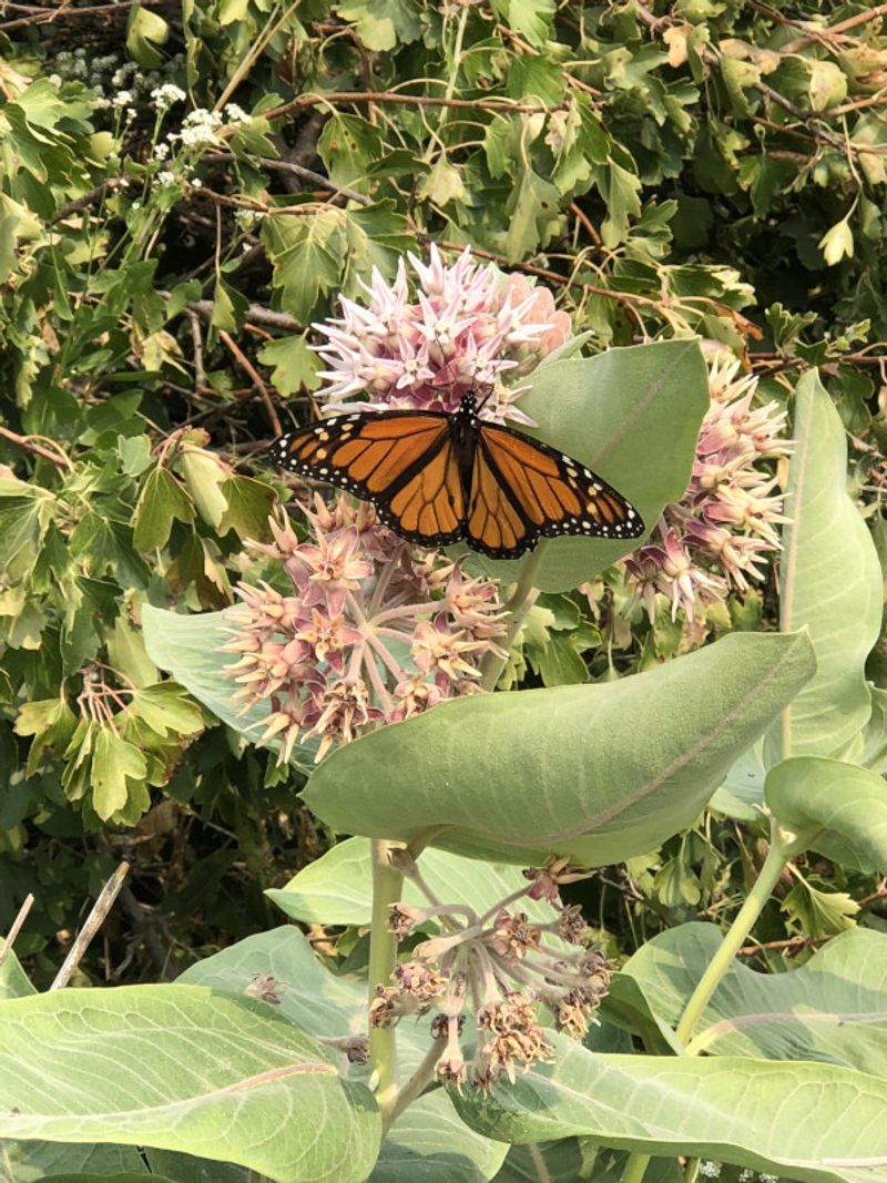 Keep Wildlife-Friendly Practices Year Round