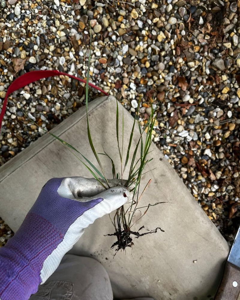 Removing Weeds Immediately When They Appear