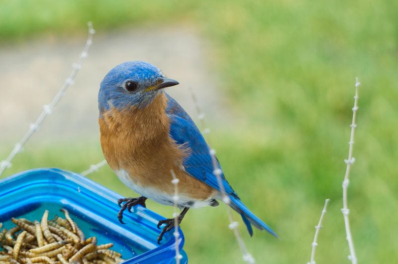 Attracting Specific Species To Your Indiana Yard