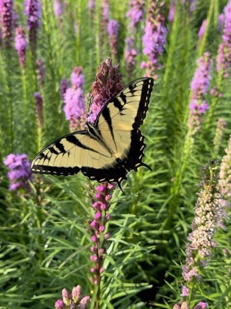 Wildlife Benefits Include Supporting Pollinators and Birds