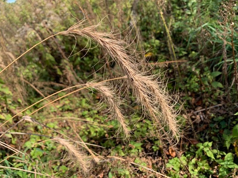 Native Species Adapt Perfectly To Oregon's Seasonal Climate Patterns