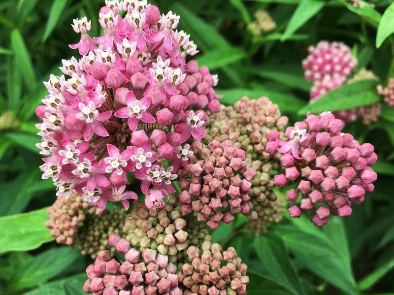 Climate Resilience Improves With Deep-Rooted Native Plants