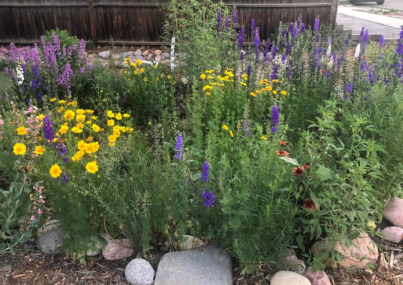 How Rain Gardens Reduce Neighborhood Flooding