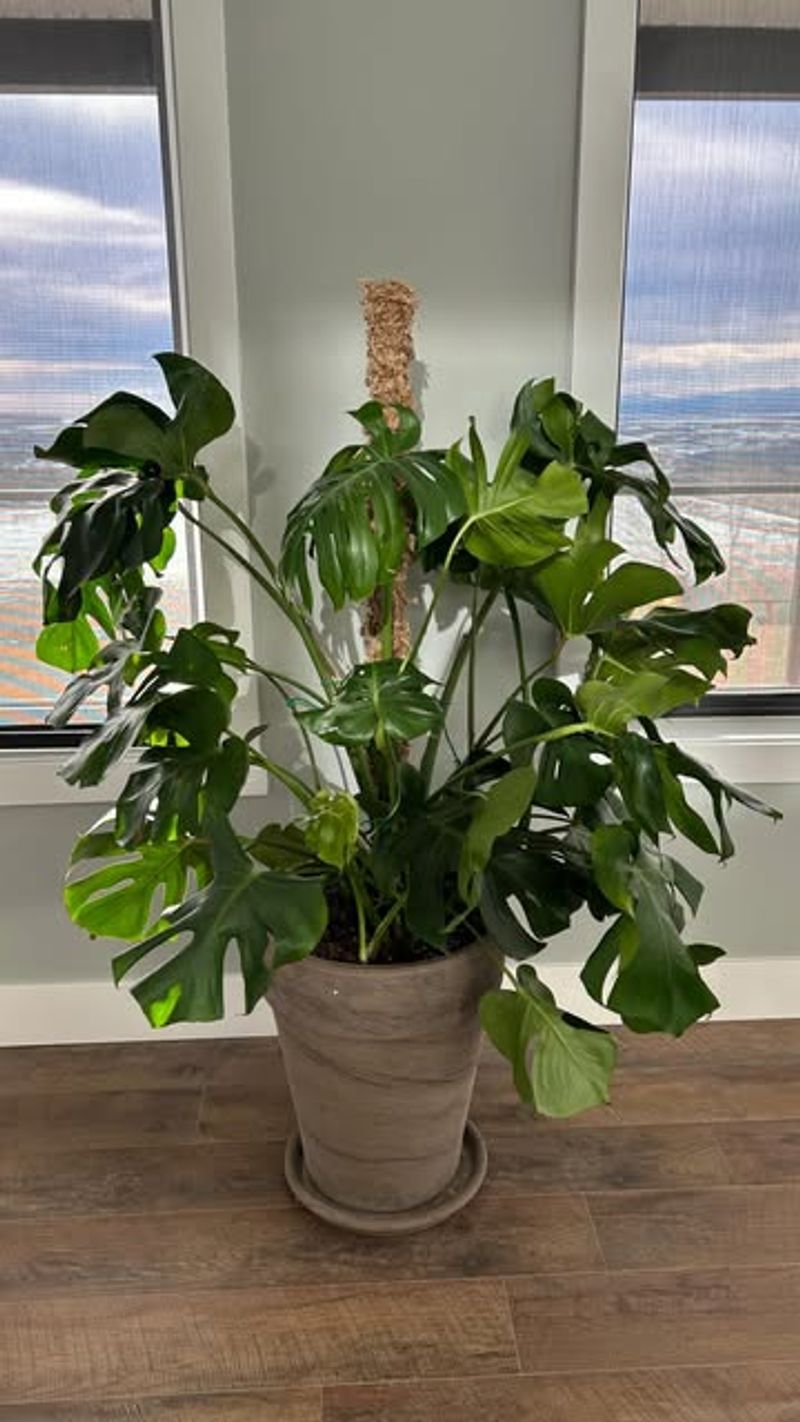 Monstera Deliciosa (Staked Or Moss Pole)