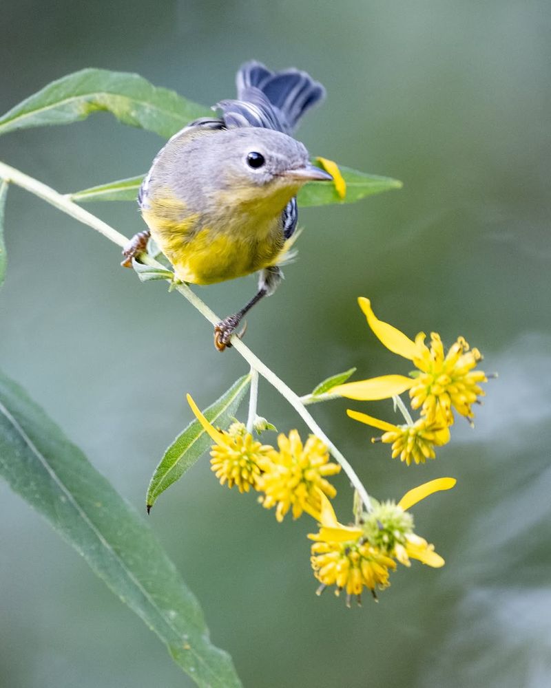 Feeds Birds Through Fall And Winter