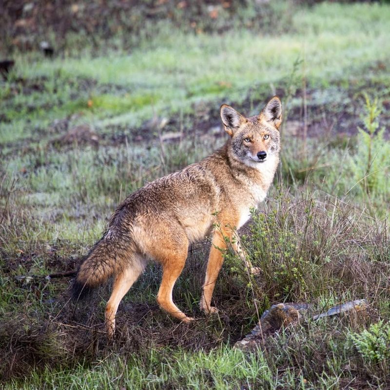 Stand Tall And Make Yourself Look Bigger